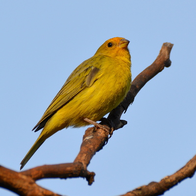 Greater Yellow Finch